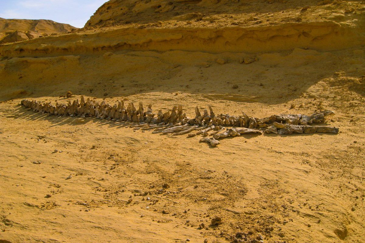 Over Day Tour To Wadi El Hitan & Safari In Fayoum From Cairo photo
