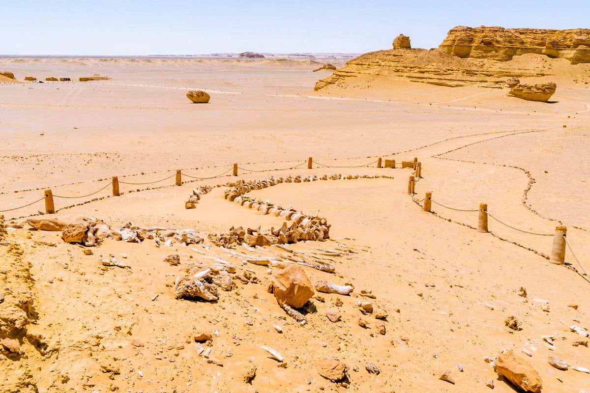Over Day Tour To Wadi El Hitan & Safari In Fayoum From Cairo photo
