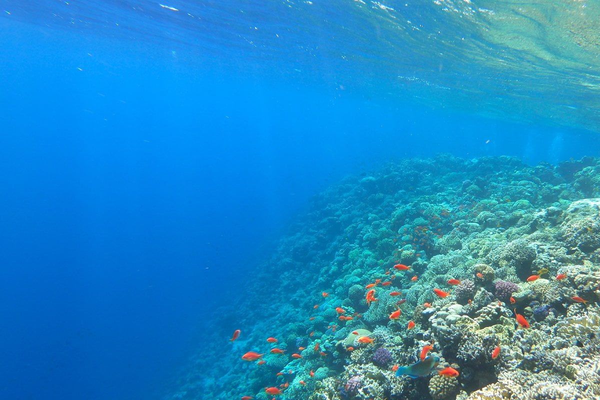 Snorkeling by Boat to Ras Mohamed photo