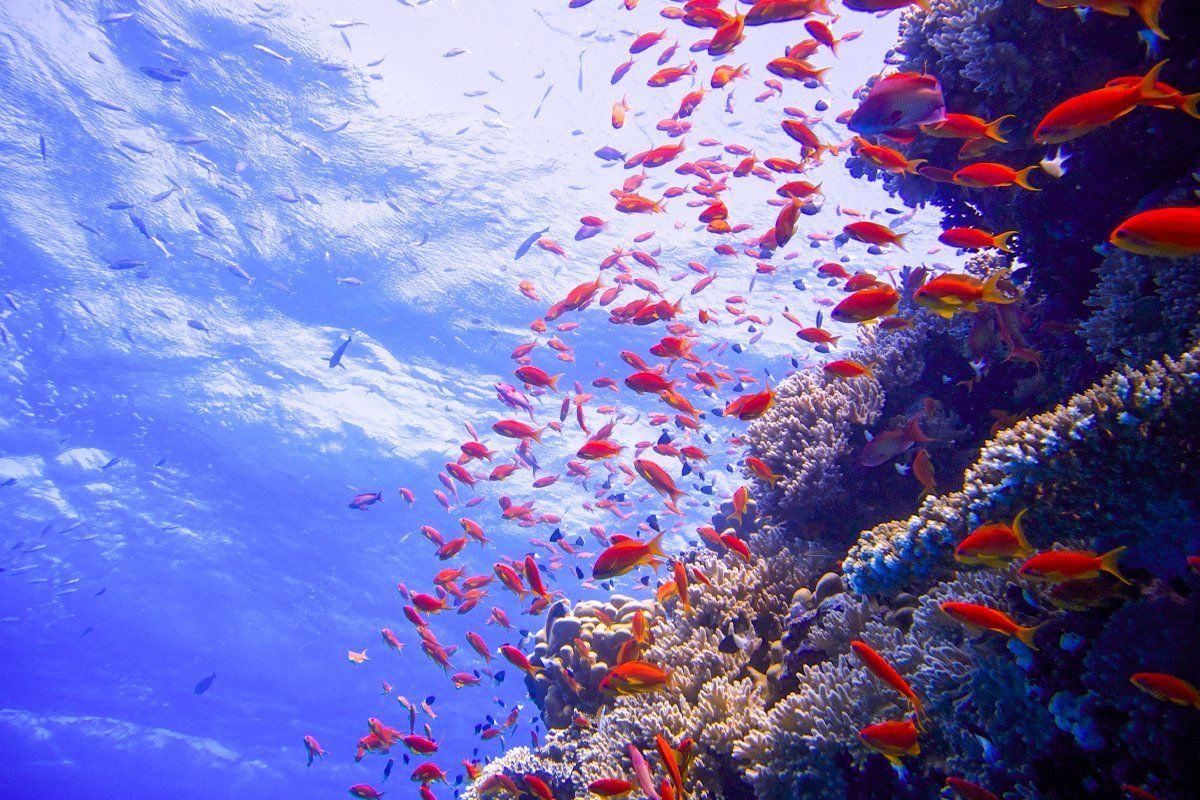 10 Days Cairo Alexandria Luxor Aswan & Sharm El Sheikh photo