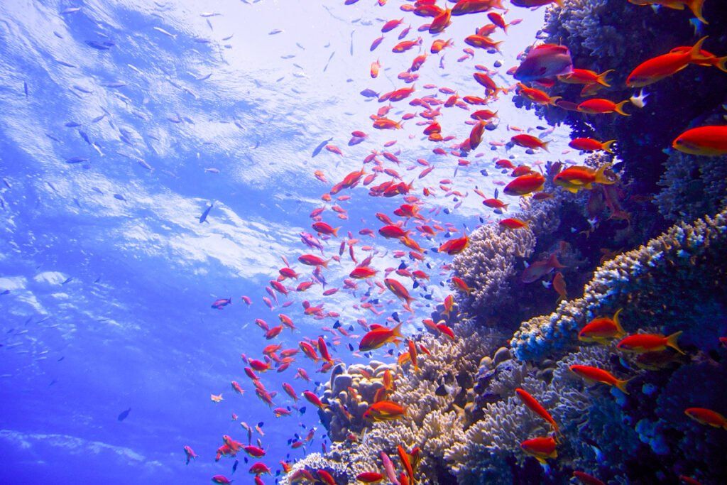 Scuba diving Sharm El Sheikh