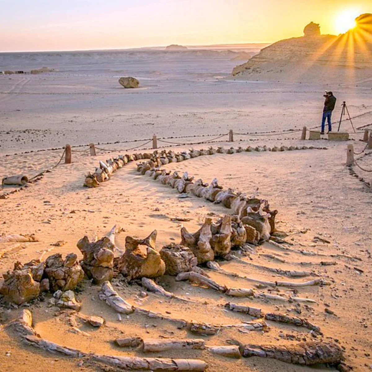 Over Day Tour To Wadi El Hitan & Safari In Fayoum From Cairo