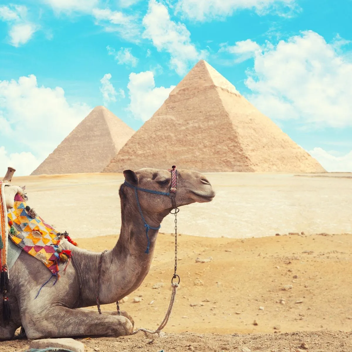 camel-in-front-of-the-pyramids