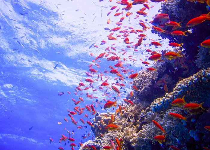 snorkeling-in-Sharm-water